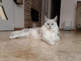 Chaton femelle Maine Coon black smoke LOOF en vente né en avril 2026