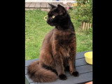 À accueillir : chaton mâle noir de 10 mois