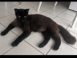 À accueillir : chaton mâle noir de 10 mois