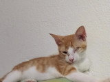 Adoption disponible : chaton mâle roux et blanc de 4 mois