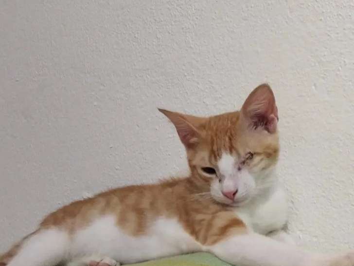 Adoption disponible : chaton mâle roux et blanc de 4 mois