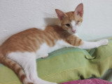 Adoption disponible : chaton mâle roux et blanc de 4 mois