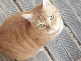 En attente d'un foyer : chat tigré roux de 7 ans