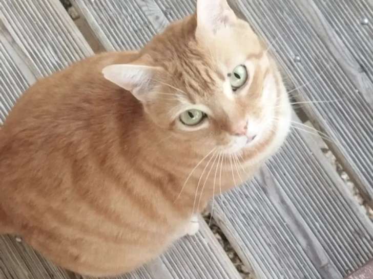 En attente d'un foyer : chat tigré roux de 7 ans