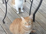 En attente d'un foyer : chat tigré roux de 7 ans