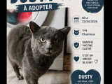 Disponible à l'adoption : chat Chartreux gris de 6 ans