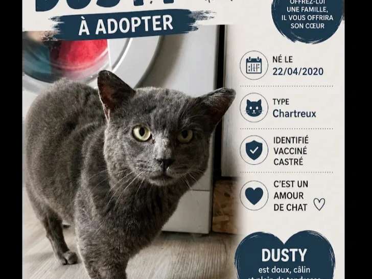 Disponible à l'adoption : chat Chartreux gris de 6 ans