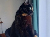 En attente d'adoption : chatte tricolore de 5 ans