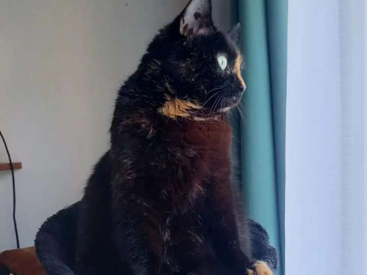 En attente d'adoption : chatte tricolore de 5 ans