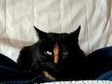 En attente d'adoption : chatte tricolore de 5 ans