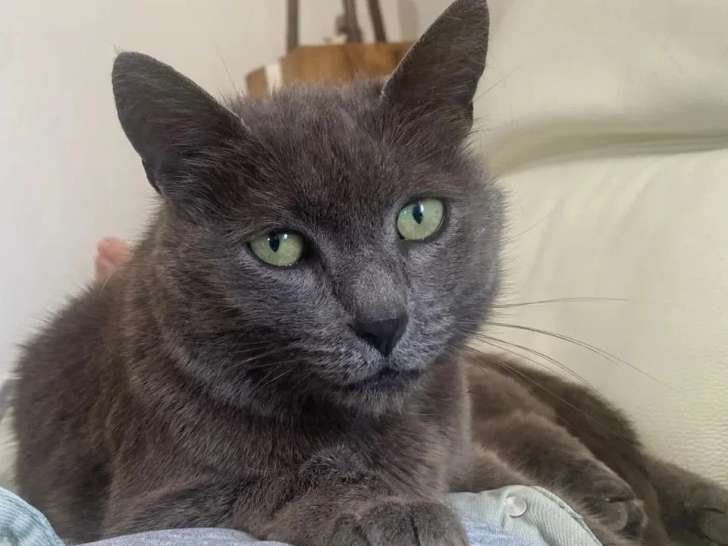 À la recherche d'une famille : chatte grise de 5 ans
