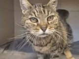 En quête d'un foyer : chatte tigrée de 15 ans
