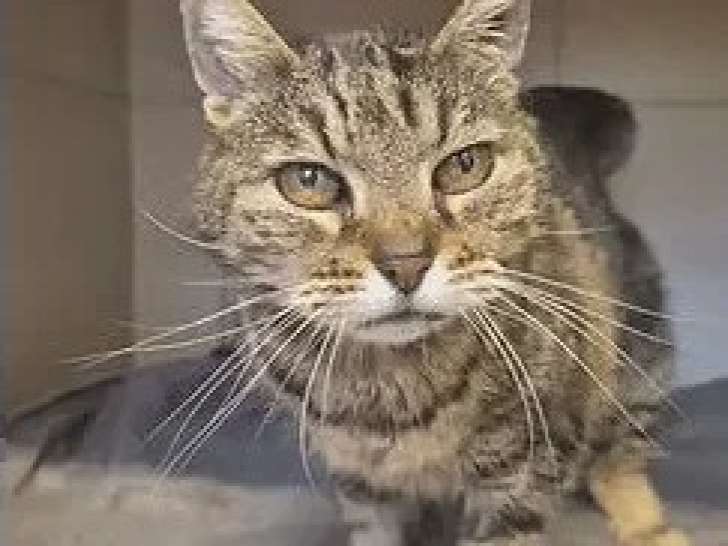 En quête d'un foyer : chatte tigrée de 15 ans