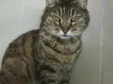 En quête d'un foyer : chatte tigrée de 15 ans