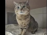 Prêt pour l'adoption : chat tigré gris de 6 ans
