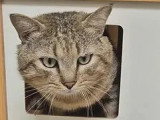 Prêt pour l'adoption : chat tigré gris de 6 ans