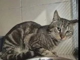 Adoption disponible : chat tigré gris de 4 ans