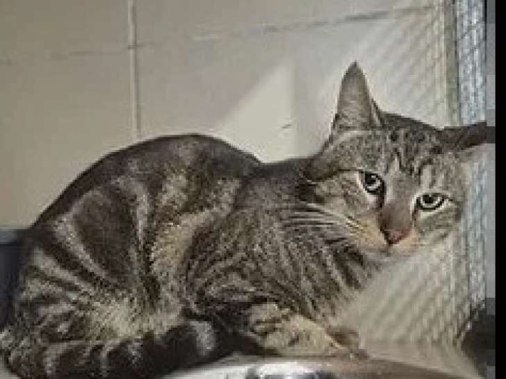 Adoption disponible : chat tigré gris de 4 ans