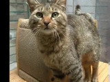 À accueillir : chat tigré gris de 4 ans