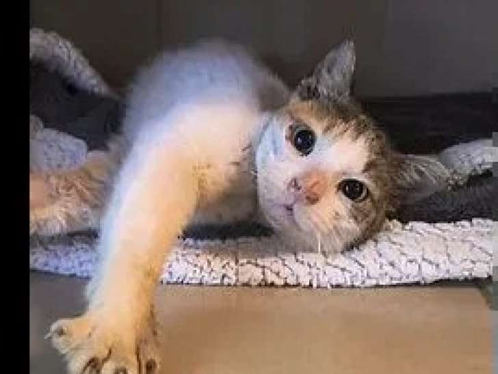 En attente d'un foyer : chatte tigrée blanc de 13 ans