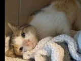 En attente d'un foyer : chatte tigrée blanc de 13 ans