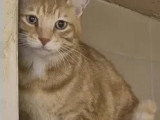 À adopter : chat au pelage roux de 4 ans