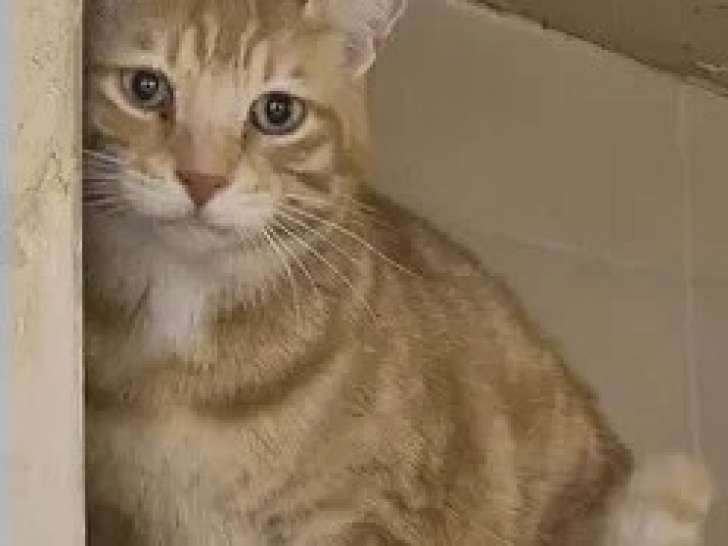 À adopter : chat au pelage roux de 4 ans