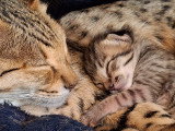 Chatons Savannah F6 à vendre