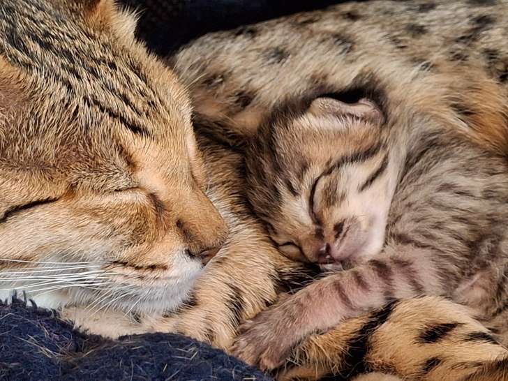 Chatons Savannah F6 à vendre