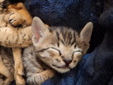 Chatons Savannah F6 à vendre