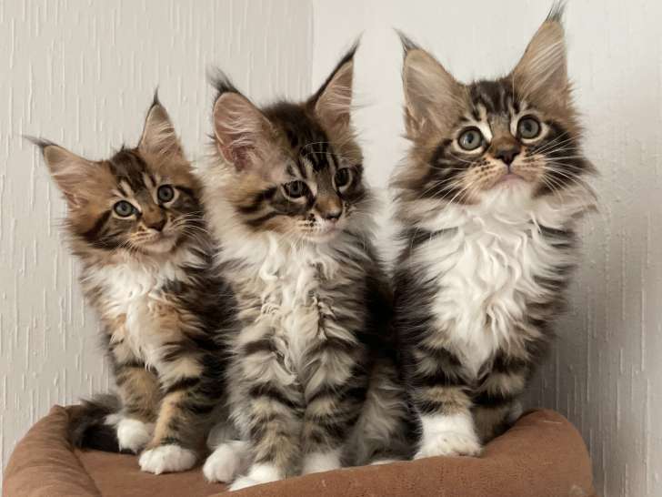 Chatonnes Maine Coon LOOF à vendre