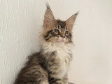 Chatonnes Maine Coon LOOF à vendre