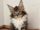 Chatonnes Maine Coon LOOF à vendre
