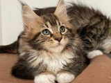 Chatonnes Maine Coon LOOF à vendre