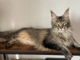 Chatonnes Maine Coon LOOF à vendre