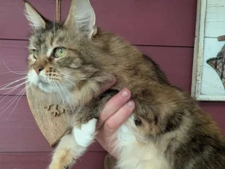 Chatte Maine Coon LOOF née mai 2020 à vendre