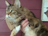 Chatte Maine Coon LOOF née mai 2020 à vendre