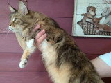 Chatte Maine Coon LOOF née mai 2020 à vendre