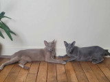 Perly et Popette, deux chats à adopter ensemble