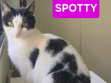 Spotty, chatte de 2 ans à adopter en association