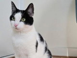 Spotty, chatte de 2 ans à adopter en association