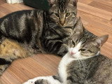 Qita et Amora, un duo a adopter ensemble