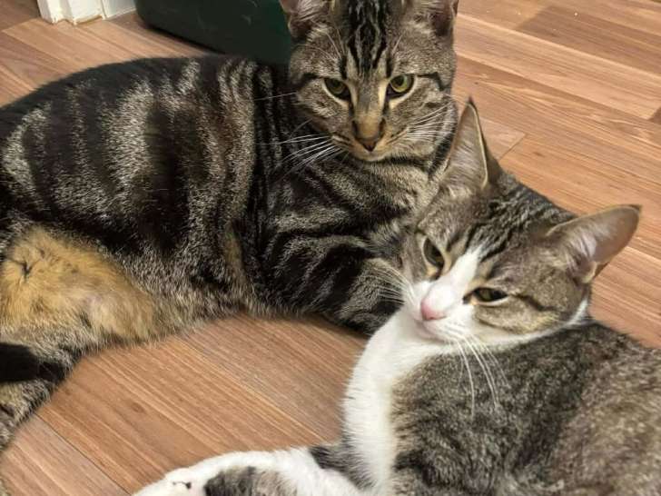 Qita et Amora, un duo a adopter ensemble