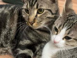 Qita et Amora, un duo a adopter ensemble