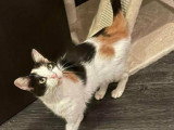 Plumette, chatte FIV+ à adopter en association