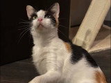 Plumette, chatte FIV+ à adopter en association
