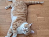 Jokari, chat à adopter en association