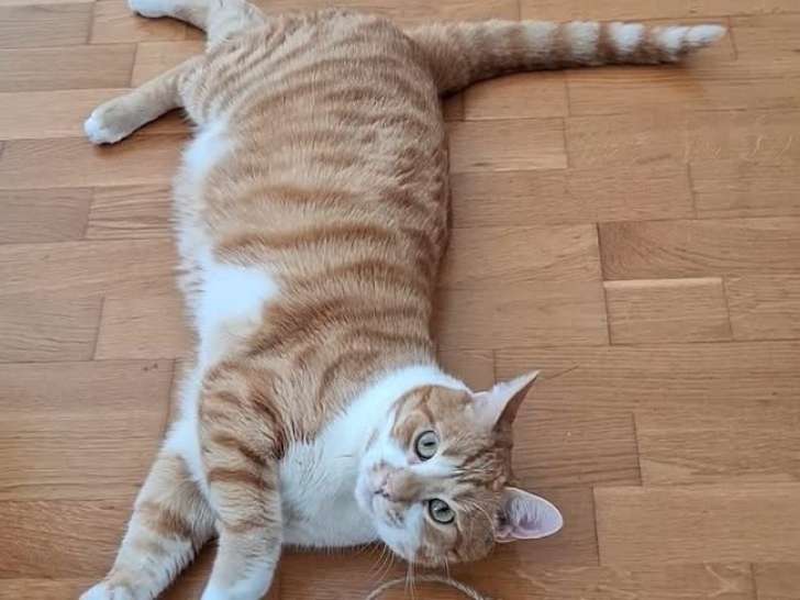 Jokari, chat à adopter en association