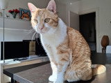 Jokari, chat à adopter en association