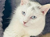 Frigost, chat calme à adopter en association